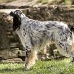 setter anglais blanc et noir