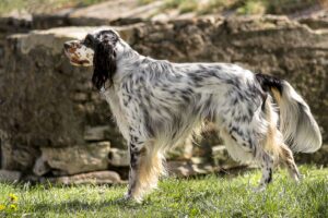 Setter anglais