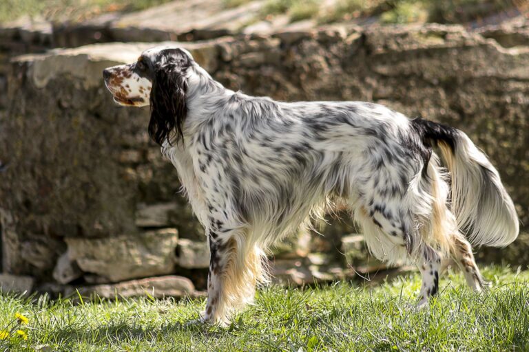 Setter anglais