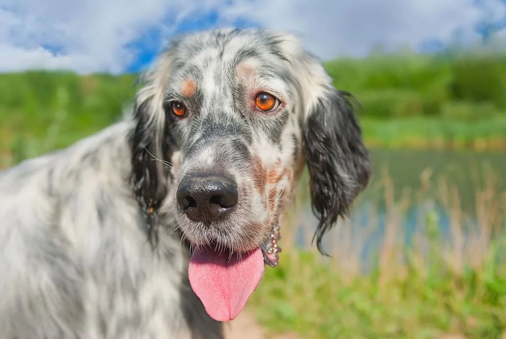 portrait setter anglais