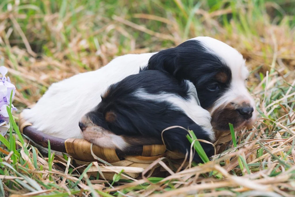 chiots setter anglais