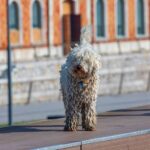 Race de Chien : Barbet