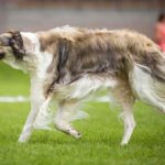 Race de chien : Barzoï