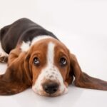 Race de Chien : Basset hound