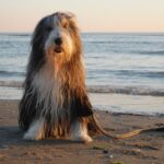Race de chien : Bearded Collie