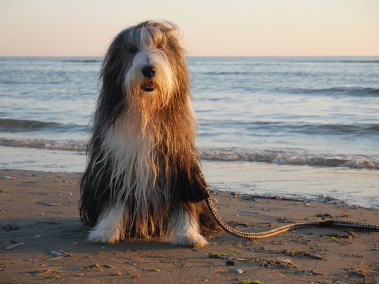 Bearded Collie
