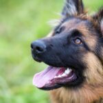 Race de chien : Berger allemand