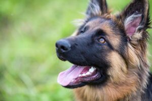Berger Allemand