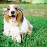Race de chien : Berger australien