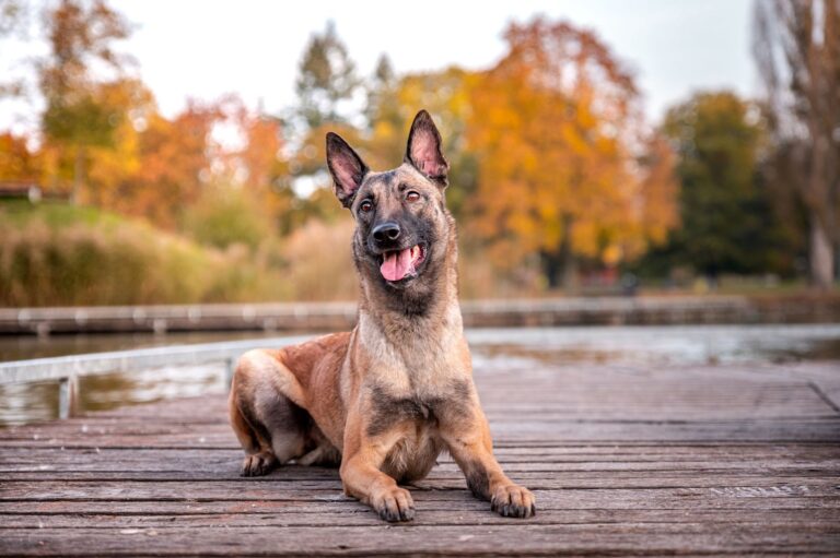 Berger Belge (Malinois, Groenendael, Tervueren, Laekenois)