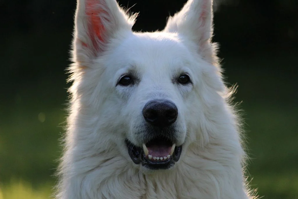 berger blanc suisse