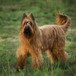 Race de chien : Berger de brie briard
