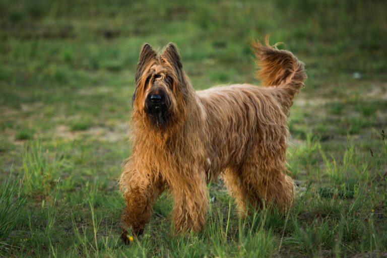 Briard (berger de brie)