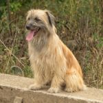 Race de chien : Berger des Pyrénées