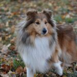 Race de chien : Berger shetland