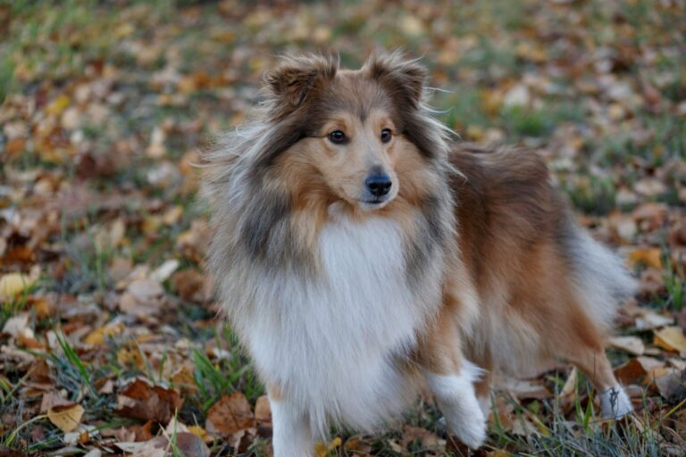 Shetland (Berger des Shetland)