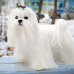 Race de chien : Bichon maltais