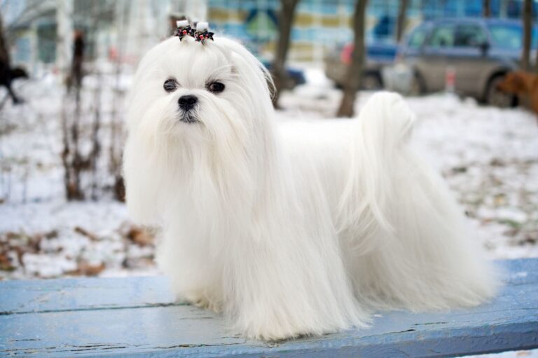 Bichon Maltais