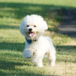 Race de chien : Bichon frisé