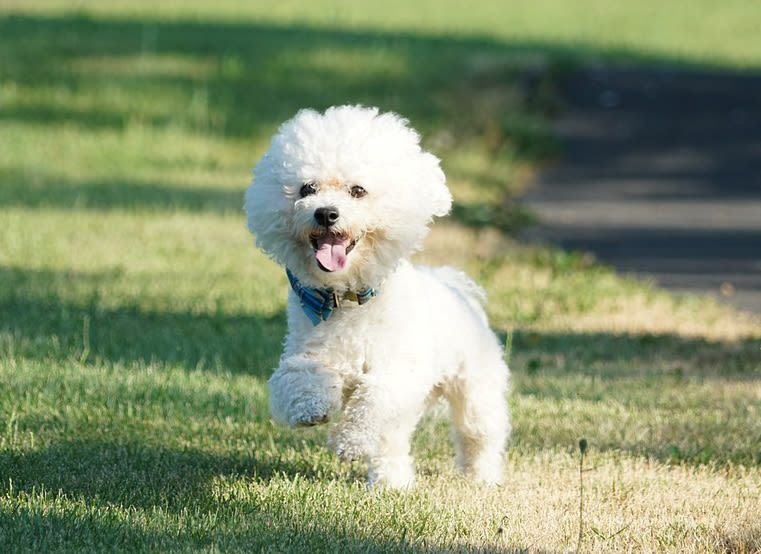 Bichon frisé