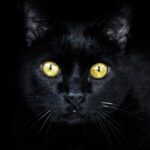 Race de Chat : Bombay
