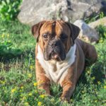 boxer marron