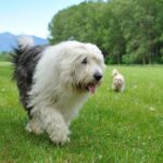 Race de chien : Bobtail