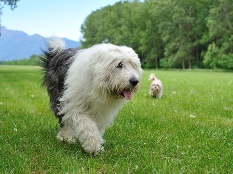 Bobtail (berger anglais ancestral)