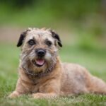 Race de chien : Border terrier