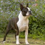 Race de chien : Boston terrier