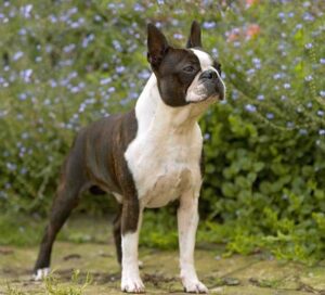 Boston terrier