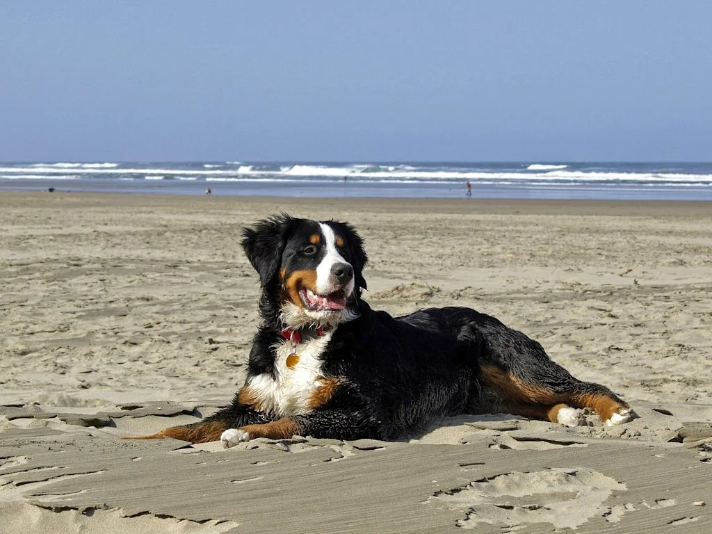 bouvier bernois sable mer