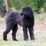 Race de chien : Bouvier des flandres