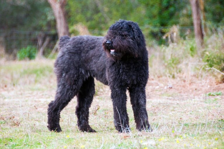 Bouvier des flandres