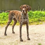 Race de chien : Braque allemand