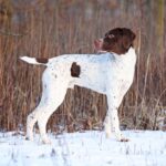 Race de chien : Braque français