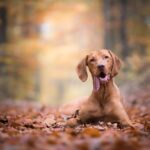 Race de chien : Braque hongrois