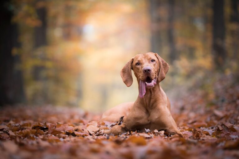 Braque hongrois (Vizsla)