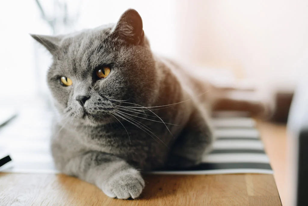 british shorthair race chat