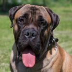 Race de chien : Bullmastiff