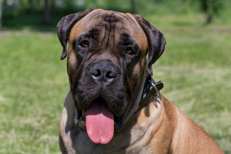 Bullmastiff