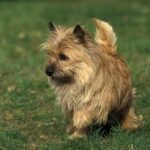 Race de chien : Cairn terrier