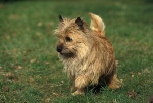 Cairn terrier