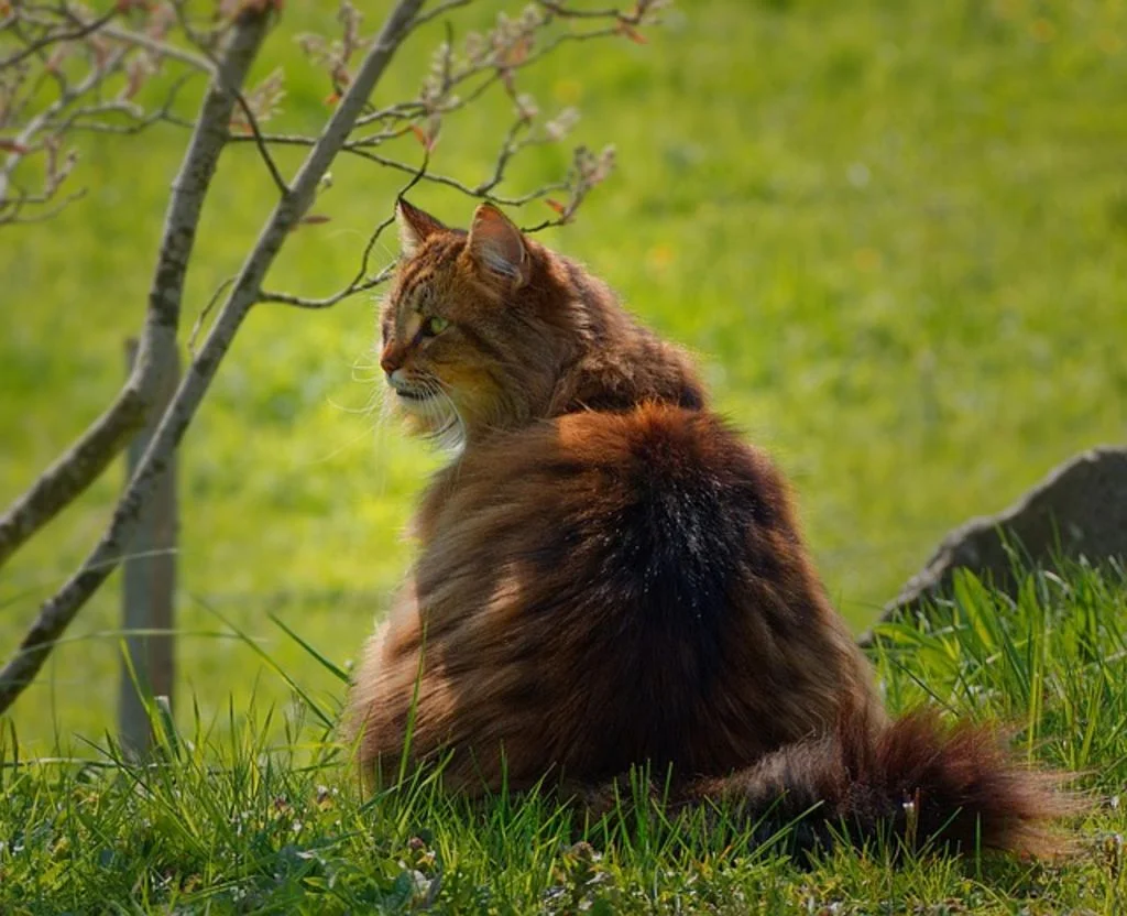Chat Norvégien roux