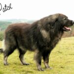 Race de chien : Charplaninatz