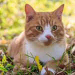 Race de Chat : Chat de gouttière