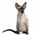 Race de Chat : Balinais