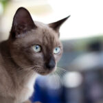 chat de race burmese