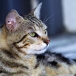 Race de Chat : Européen (European Shorthair)