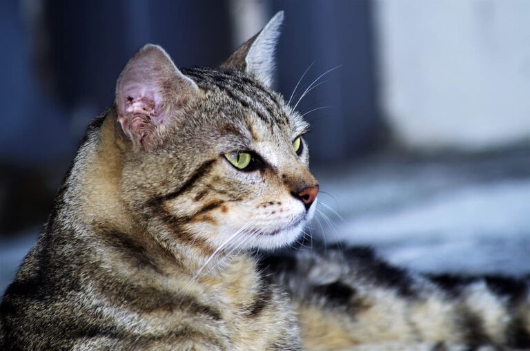 Européen (European Shorthair)